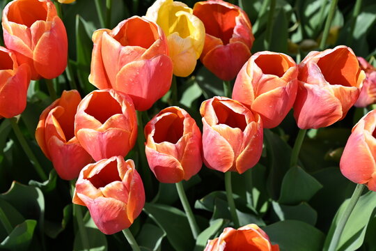Blend of Tulip Flowers