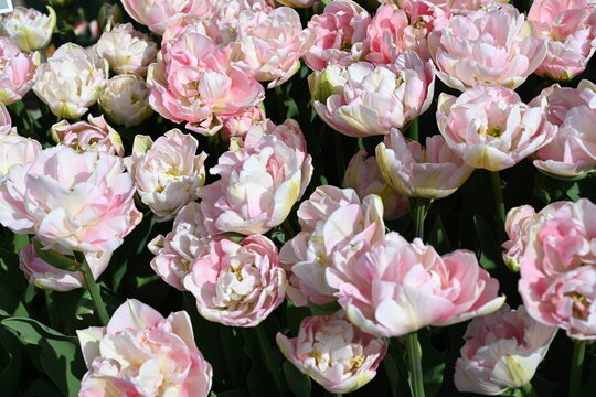 Peony Pink Tulips