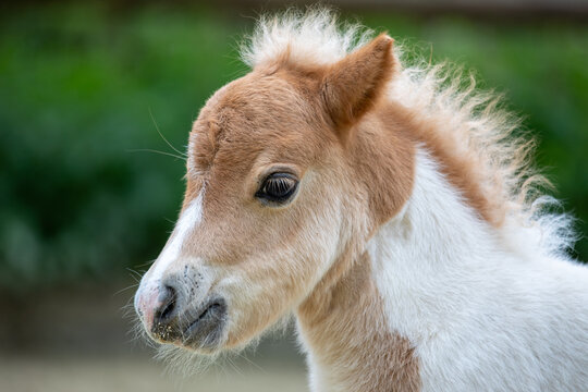 Shetlandpony Fohlen Portrait