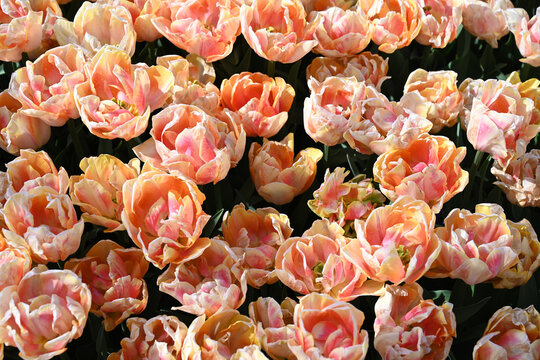 Fringed Pink Tulips