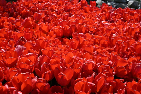 Red Tulips