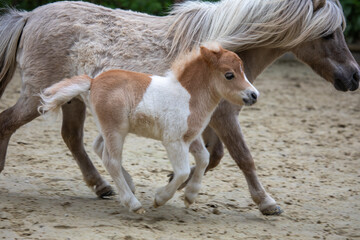 Shetlandpony Fohlen macht erste Schritte mit Stute auf Reitplatz