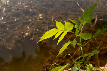 Bristly Sarsaparilla (Aralia hispidia) near the river	