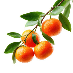 Fresh tangerines on a branch