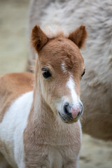 Shetlandpony Fohlen Portrait