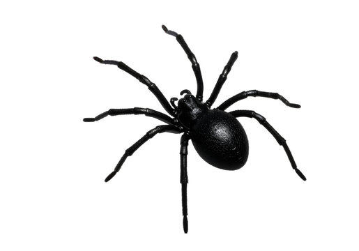 Black Spider on White: Eerie Detail and Halloween Intrigue