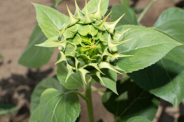 Fototapeta premium Close up of a young green sunflower 