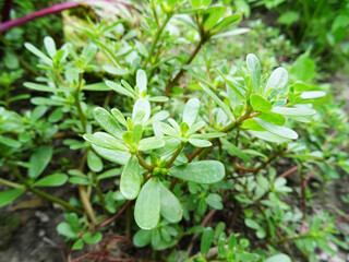 Purslane grass in the field, large succulent plant harms agricultural plants, close-up