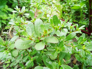 Purslane grass in the field, large succulent plant harms agricultural plants, close-up
