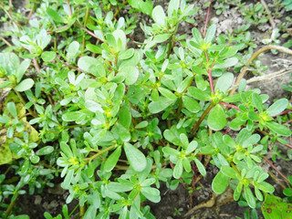 Purslane grass in the field, large succulent plant harms agricultural plants, close-up