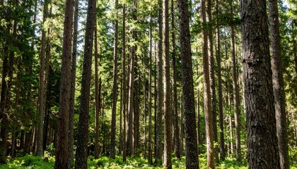 trees in the forest