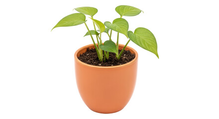 Isolated Houseplant in Pot