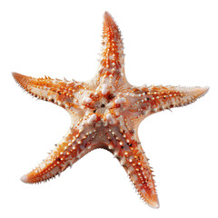 Close-up of a starfish, orange and white