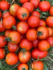 Domestic cherry tomatoes on grass close up view, farm harvest top view