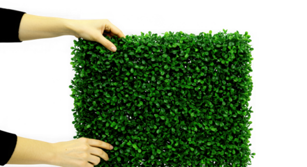 Hands arranging a dense green artificial hedge panel isolated on transparent background