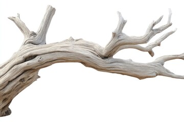 Fototapeta premium A light beige, dried branch extends