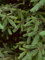 Green spruce branches background, evergreen tree, bokeh background