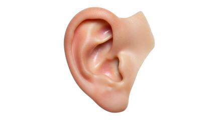 Isolated Human Ear