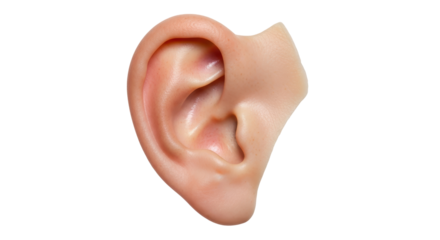 Isolated Human Ear