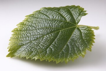 Close-up of a vibrant green leaf (1)