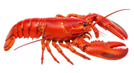 Isolated Cooked Lobster
