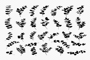 Collection of thirty diverse eucalyptus leaf silhouettes, botanical illustrations, black, white background.