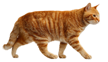 A realistic photograph of an orange cat walking, side view, against a transparent background, full-body shot