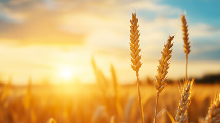 Fototapeta premium Golden Wheat Ears in Field at Sunset – Agriculture and Harvest Concept