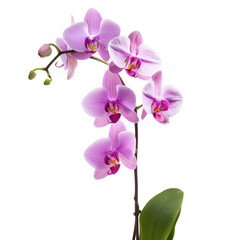 Obraz premium Pink orchid bloom, close-up