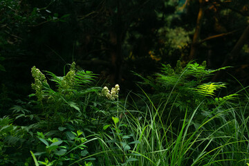 Ferns and wild flowers in the forest, closeup of photo