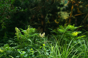 Beautiful green plants in the forest, close-up. Nature background