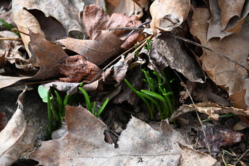 life springing 