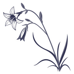 black and white ipheion uniflorum charlotte bishop