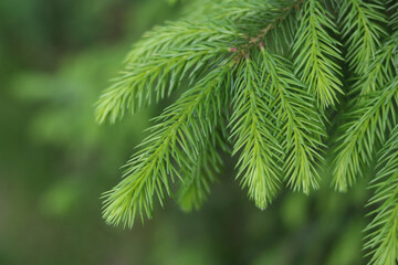 Green spruce branches on a blurred background, close-up natural pine needles, evergreen conifer tree.