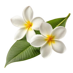 Obraz premium Two white plumeria flowers with yellow centers on green leaves isolated on transparent background