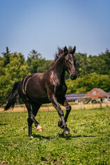 Healthy cantering black two-year-old warmblood mare in freedom in a meadow
