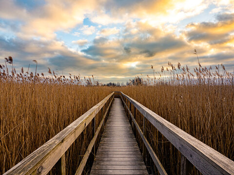 Wooden boardwalk winds through golden reeds at Store Høj in Kastrup, Denmark, glowing under a vivid sunset sky—an idyllic escape for nature lovers and outdoor explorers.