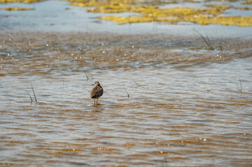 Walking Snipe on the river 2025 Denmark North