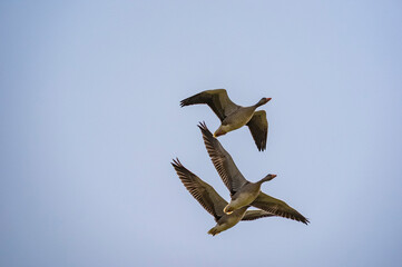 Grey geese on the move - 2025 Denmark North