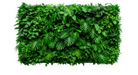 Lush green vertical garden wall with diverse plant species isolated on transparent background