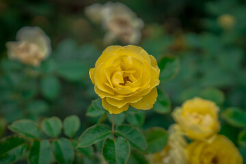 A yellow rose flower with green leaves as background