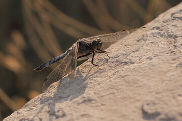 Black-tailed skimmer dragonfly sitting on a stone and hunting prey