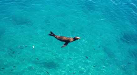 Obraz premium A sea lion gracefully swims in vibrant turquoise water, surrounded by a school of small fish