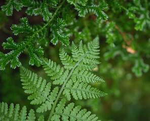 fern leaf in the forest