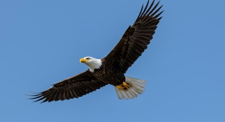 Obraz premium Majestic Eagle in Flight