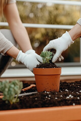 Hands in Gardening Gloves Planting Succulent in Terracotta Pot