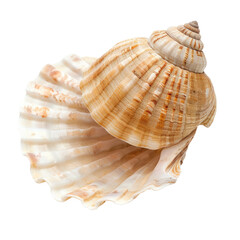 Obraz premium Close-up of a seashell, spiral-shaped, light beige and tan