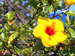 Gelb rote Hibiskusblüte © Guido Miller