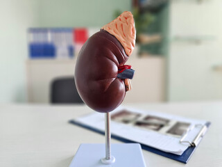 Detailed kidney anatomical model displayed on a desk in a clinical environment showcasing the organ...