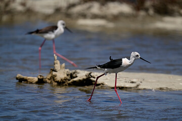 Stelzenläufer // Black-winged stilt (Himantopus himantopus)